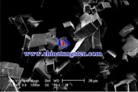 MEB micrographique au paratungstate d'ammonium